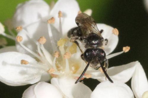 Réf. 324 679 : Andrena sp.